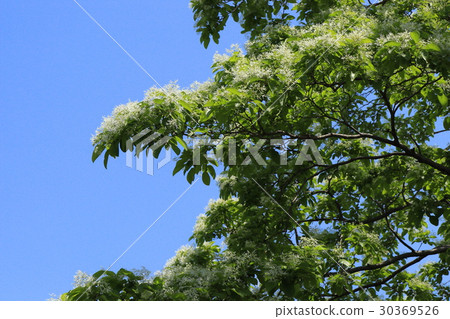 White flower of Hinatsubagago of Arakawa Nature Park 30369526