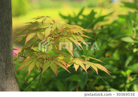 Fresh green on the young leaves of Momiji 30369538