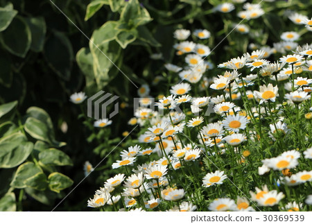 North Pole flowers and buds 30369539