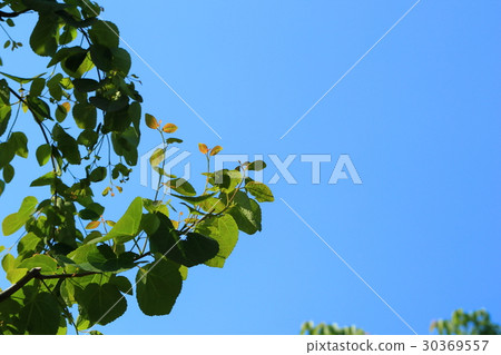 Katsura樹和新綠色年輕葉子 Katsura樹和新綠色年輕葉子 30369557