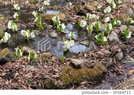 水芭蕉 水芭蕉 30369711