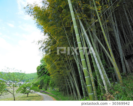 Fresh green and autumn landscape of bamboo, Fukuyama city station station Miyama Fresh green and autumn landscape of bamboo, Fukuyama city station station Miyama 30369942