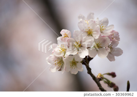 櫻花 30369962