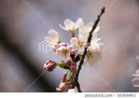 櫻花 櫻花 30369963