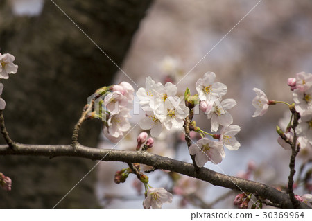 櫻花 30369964