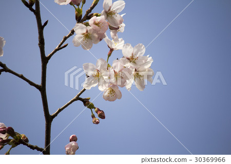櫻花 櫻花 30369966