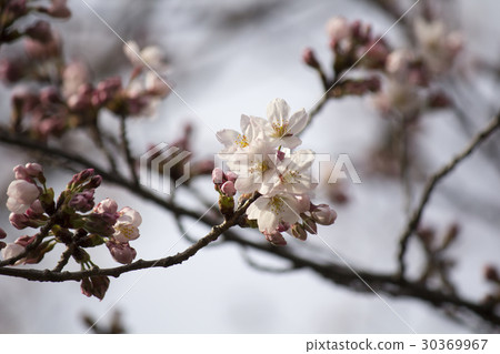 Cherry Blossoms Cherry Blossoms 30369967