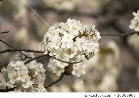 Cherry Blossoms Cherry Blossoms 30369968