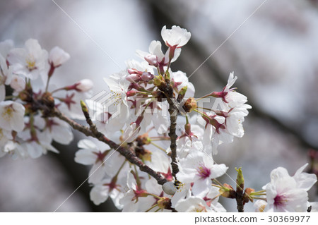 Cherry Blossoms   30369977