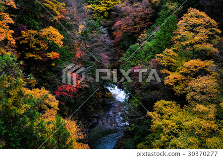 高知峽谷秋葉 高知峽谷秋葉 30370277