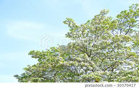 Dogwood (flower wood) 30370417