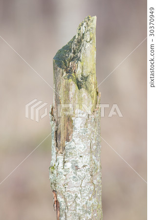 Dying tree in nature 30370949