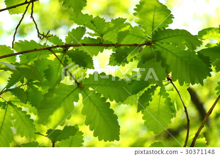 Kashiwanoha 30371148