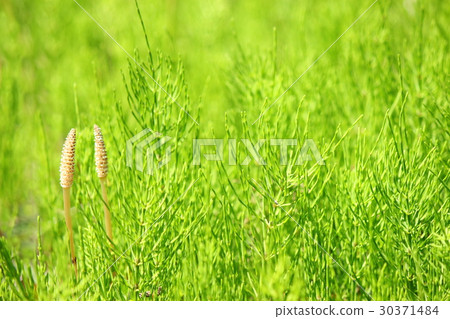 Horsetail & Tsukushi 30371484