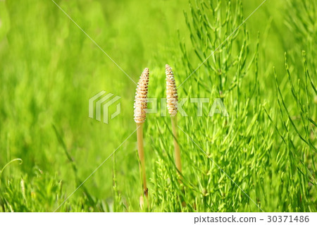 Horsetail&Tsukushi Horsetail&Tsukushi 30371486