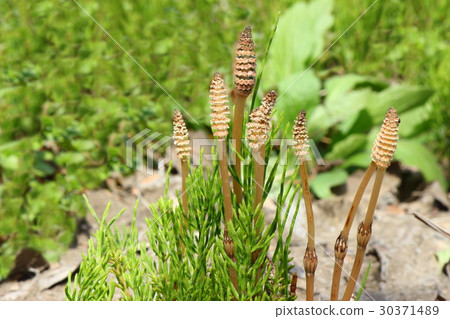 Horsetail & Tsukushi 30371489