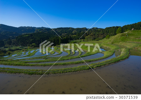 Oyama Senjita of Kamogawa 30371539