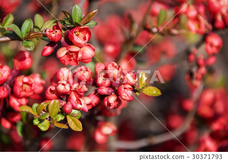 Beautiful flowering Japanese cherry Sakura Beautiful flowering Japanese cherry Sakura 30371793