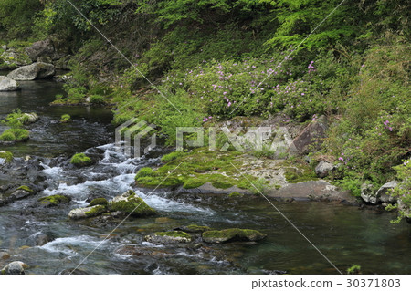 山口縣岩國市金川河系Minakagawa River Kishibe 山口縣岩國市金川河系Minakagawa River Kishibe 30371803