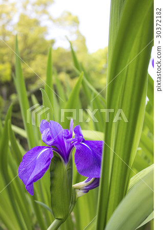 知立神社的花枝 30372182