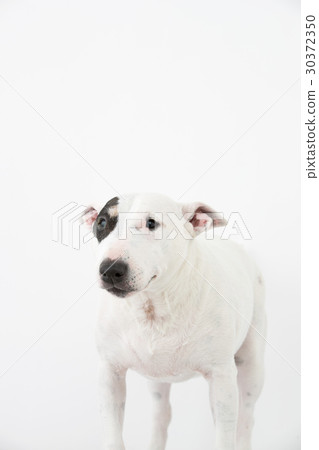 鬥牛犬 30372350