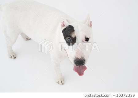 Bull terrier 30372359