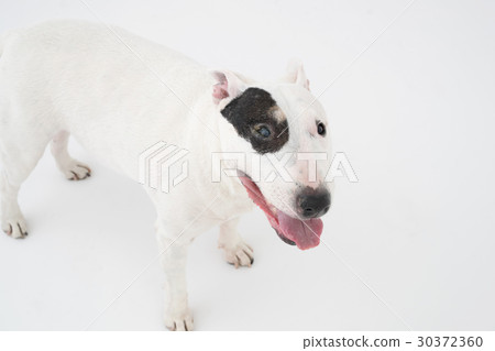 Bull terrier 30372360