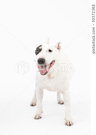 鬥牛犬 30372368