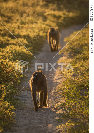 Two chacma baboons walking down sandy track 30372575