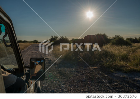 Two elephants at roadside seen from jeep 30372576