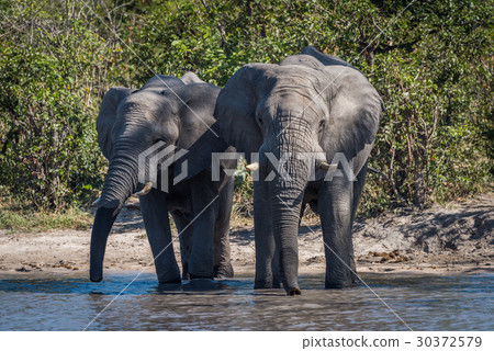 Two elephants drinking side-by-side at water hole Two elephants drinking side-by-side at water hole 30372579