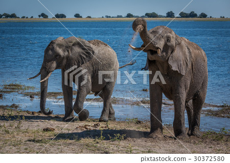Two elephants enjoying mud bath beside river Two elephants enjoying mud bath beside river 30372580