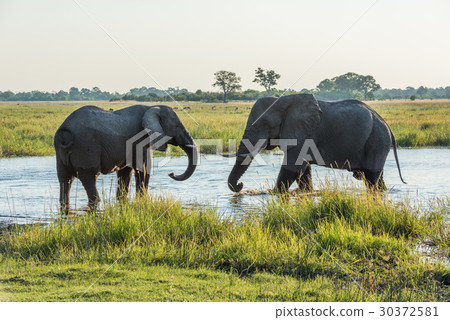 Two elephants facing off in shallow river Two elephants facing off in shallow river 30372581