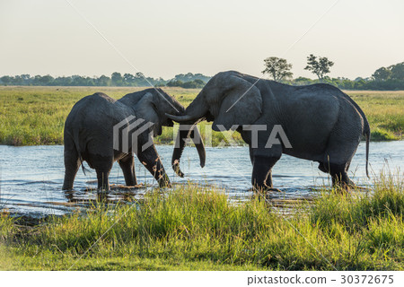 Two elephants wrestling in river at dusk Two elephants wrestling in river at dusk 30372675