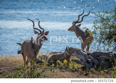 Two male greater kudu standing beside river Two male greater kudu standing beside river 30372729
