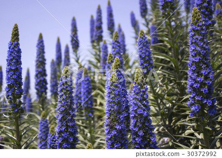 Ekium / Fasutosumu Ekium / Fasutosumu 30372992