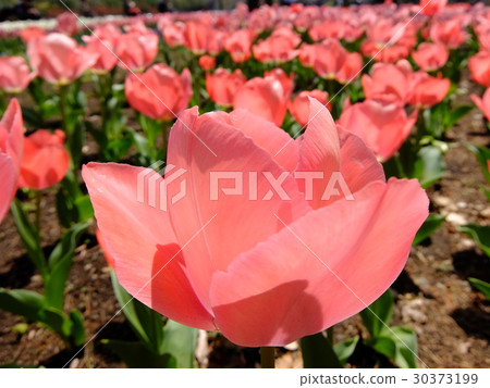 在日比谷公園的鬱金香 在日比谷公園的鬱金香 30373199