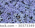 Moss phlox  30373349