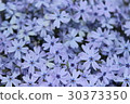 Moss phlox  30373350