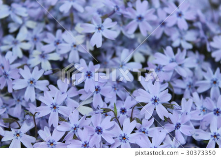 Moss phlox  30373350