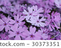 Moss phlox  30373351