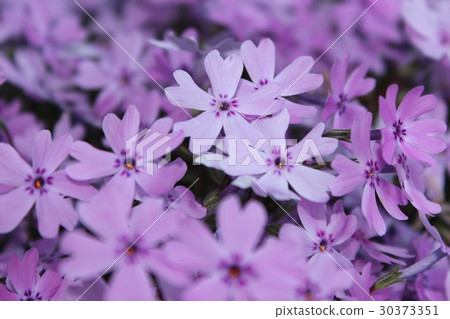 Moss phlox  30373351
