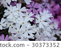 Moss phlox  30373352