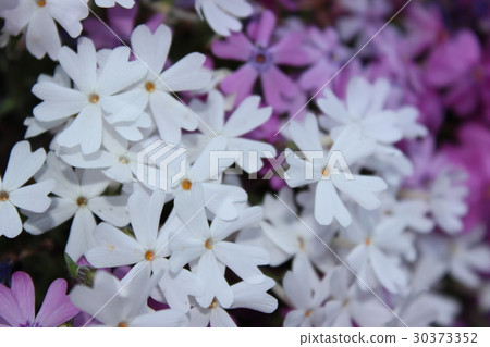 Moss phlox  30373352
