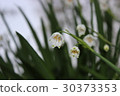 Snowflake 30373353