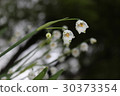 Snowflake 30373354