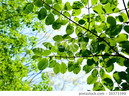 花和芽的陰影在Yabudemari新鮮的綠色葉子 30373399