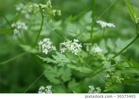 Small white flowers on green background 30373405