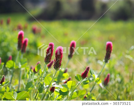 紅花蛤蜊 30373521