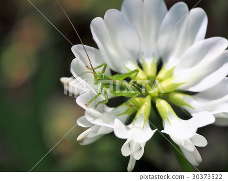 白磚和yambukiri 30373522